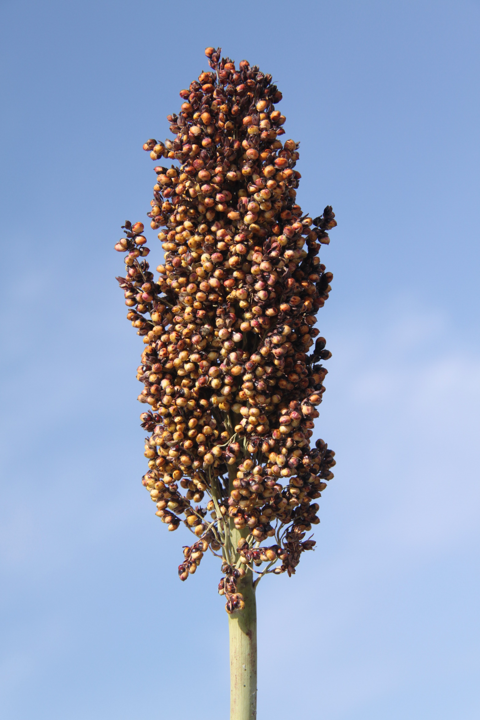 数据库中未找到相应图片