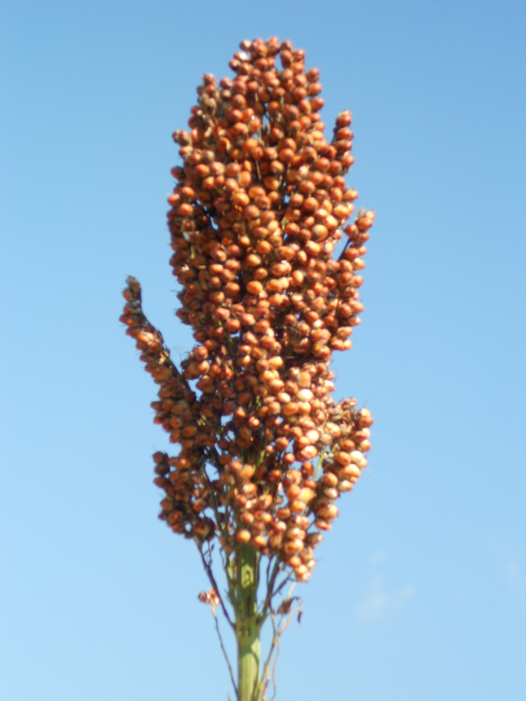 数据库中未找到相应图片