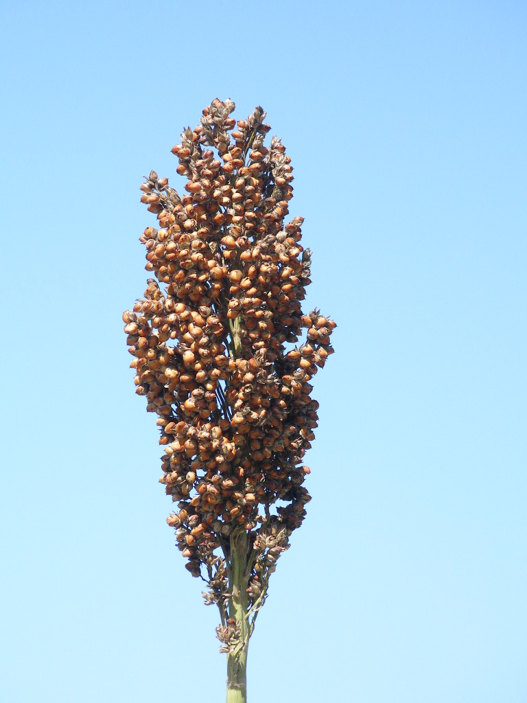 数据库中未找到相应图片